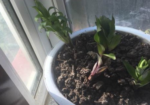 百合花叶片变软打卷怎么回事