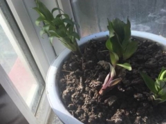 百合花叶片变软打卷怎么回事
