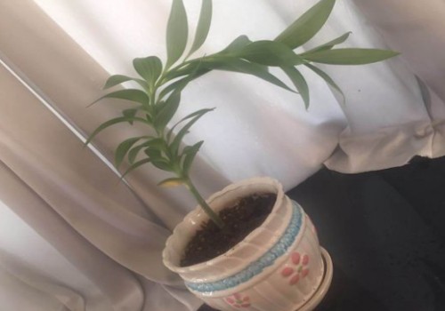 百合花长弯了怎么办1