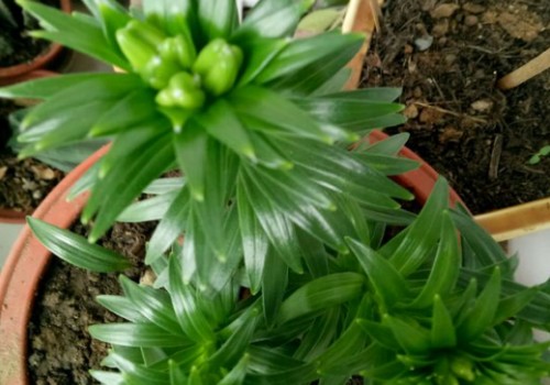 怎么让百合花苞快速开花