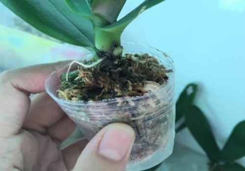 蝴蝶兰长出来的气根要用土埋上吗