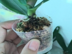 蝴蝶兰长出来的气根要用土埋上吗