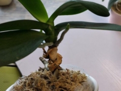 为什么蝴蝶兰的气根从土里冒出来