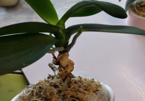 为什么蝴蝶兰的气根从土里冒出来