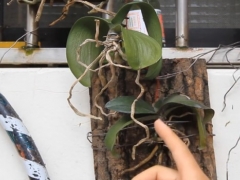 蝴蝶兰生气根怎么处理
