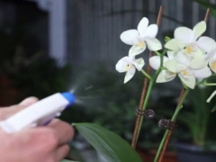 怎样促进蝴蝶兰开花