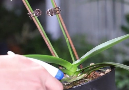 怎样促进蝴蝶兰开花2