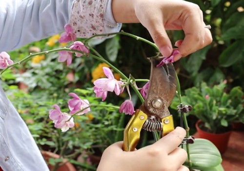 蝴蝶兰平时怎么养护2