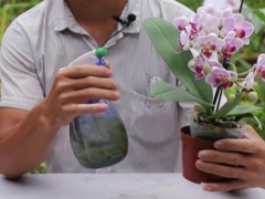 蝴蝶兰开花期间的护理