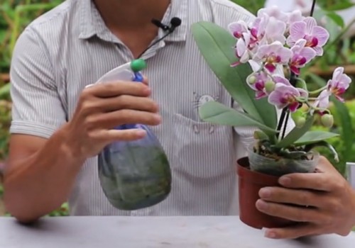 蝴蝶兰开花期间的护理