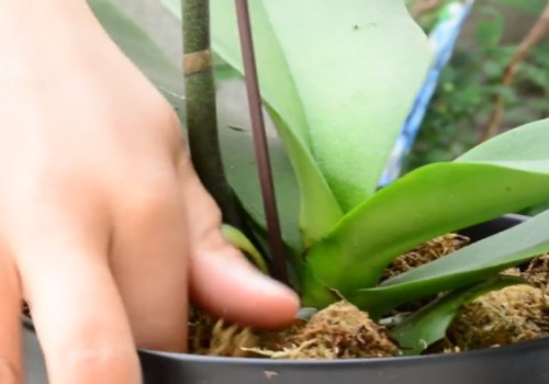 开花的蝴蝶兰怎么养护2