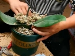 蝴蝶兰如何换水苔