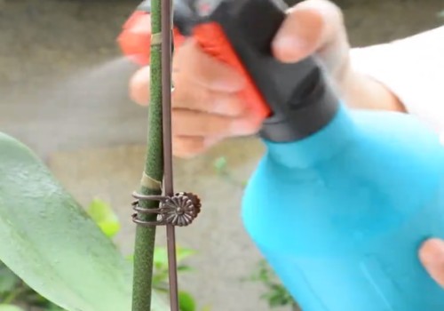 开花的蝴蝶兰怎么养护3