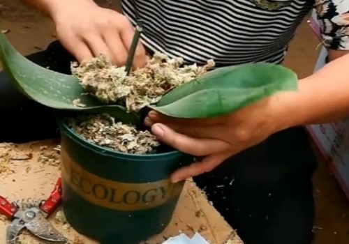蝴蝶兰如何换水苔