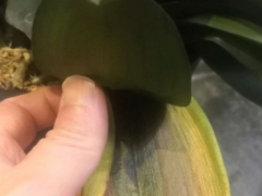 蝴蝶兰枝干变黄是怎么了 怎么处理呢