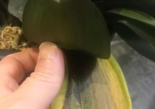 蝴蝶兰枝干变黄是怎么了 怎么处理呢