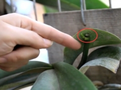 蝴蝶兰花枝断了怎么办