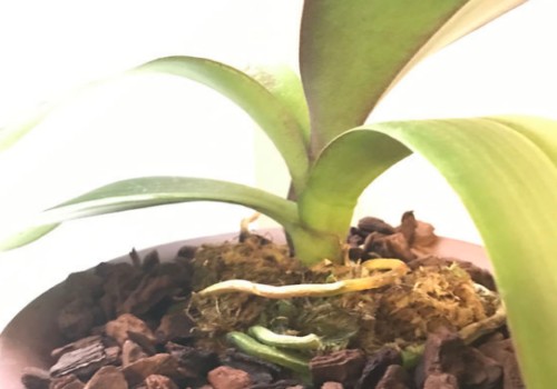 蝴蝶兰没有花剑怎么办