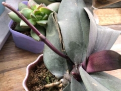 蝴蝶兰开完花之后又长出新花剑怎么办