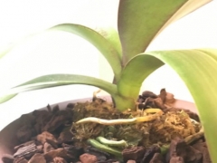 蝴蝶兰没有花剑怎么办