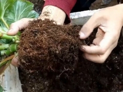 丽格海棠换盆需要带土或除土吗