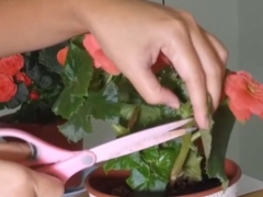 丽格海棠花后怎么处理