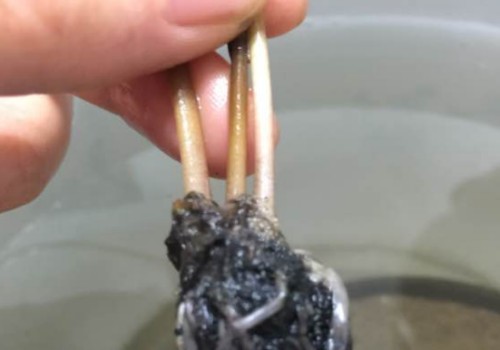 睡莲茎秆蔫了还能救活吗