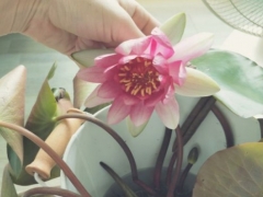 睡莲茎叶发软怎么办