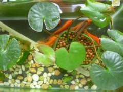 睡莲水培没有土壤能开花吗