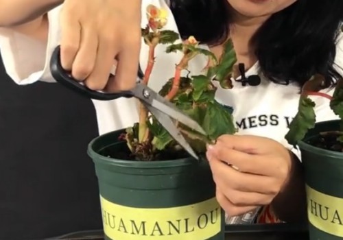 新买的丽格海棠怎么养