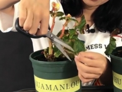 新买的丽格海棠怎么养