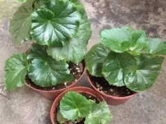丽格海棠烂根处理方法