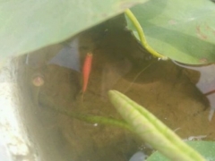 碗莲盆里怎样养鱼水不浑浊