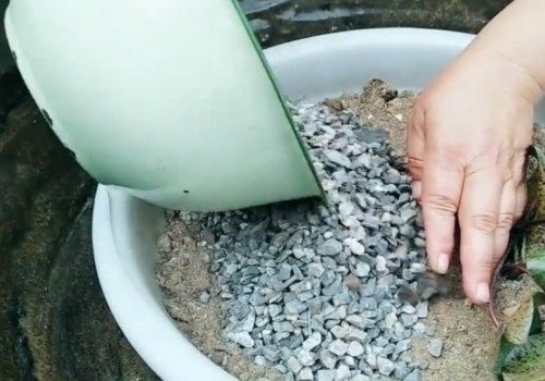 在大水缸里怎样种睡莲和养鱼2