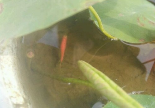 碗莲盆里怎样养鱼水不浑浊