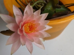 睡莲怎么养才能开花