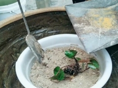 在大水缸里怎样种睡莲和养鱼