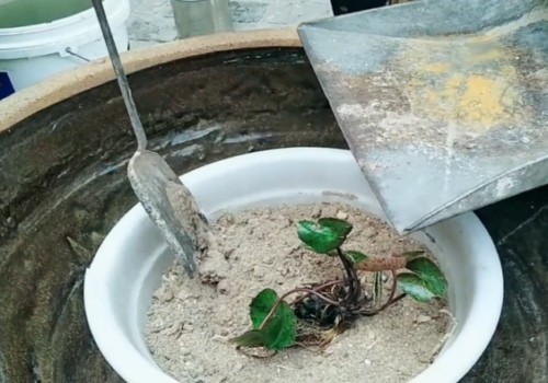 在大水缸里怎样种睡莲和养鱼1