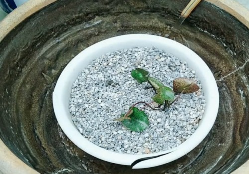 在大水缸里怎样种睡莲和养鱼3
