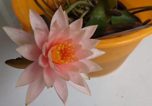 睡莲怎么养才能开花