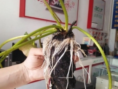 睡莲发芽后不见长根怎么办