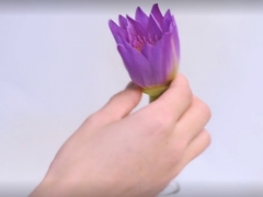 睡莲插花瓶里怎么养