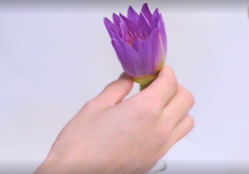睡莲插花瓶里怎么养