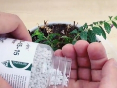 满天星开完花如何处理