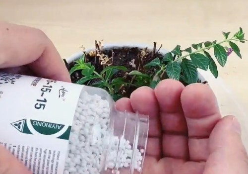 满天星开完花如何处理