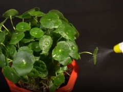 碗莲怎样才能多开花