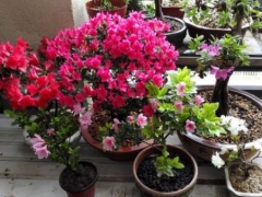 杜鹃开花疲软是怎么回事