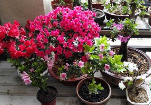 杜鹃开花疲软是怎么回事