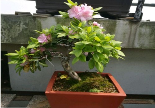 杜鹃不开花或开花少是什么原因 要怎么处理呢