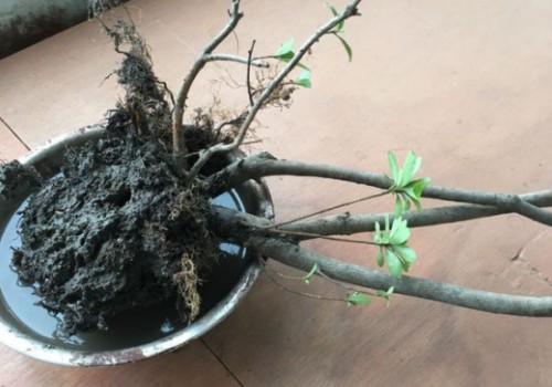 开完花的杜鹃能洗根吗